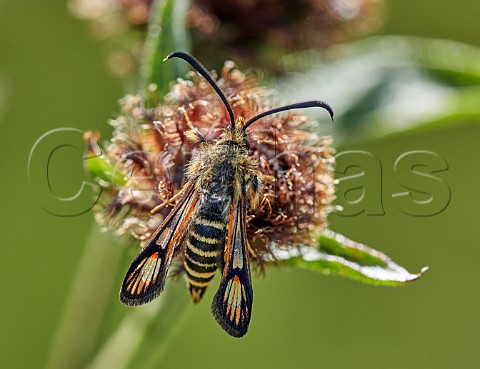Sixbelted Clearwing moth  Hurst Meadows East Molesey Surrey England