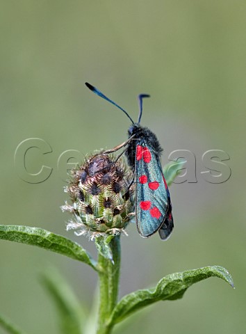 Sixspot Burnet moth on Knapweed seed head Hurst Meadows East Molesey Surrey England
