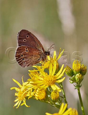 Ringlet nectaring on Ragwort flowers Hurst Meadows East Molesey Surrey England