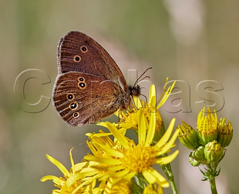 Ringlet nectaring on Ragwort flowers Hurst Meadows East Molesey Surrey England