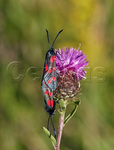 Pair of Sixspot Burnet moths on Knapweed flower Hurst Meadows East Molesey Surrey England