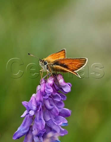 Essex Skipper perched on Tufted Vetch flower Hurst Meadows East Molesey Surrey England