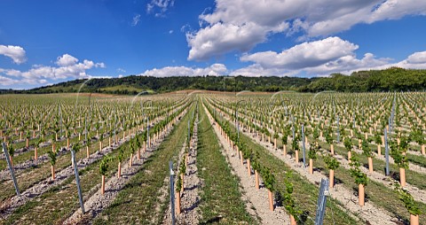 Young vines in chalk soil at Boarley Farm Vineyard of Chapel Down with the North Downs beyond Boxley Kent England