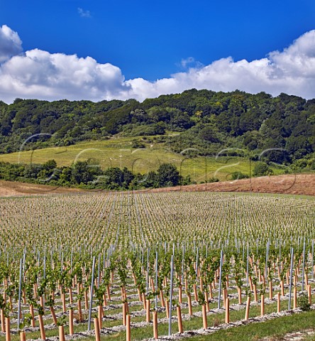 Young vines in chalk soil at Boarley Farm Vineyard of Chapel Down with the North Downs beyond Boxley Kent England