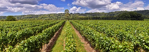 Court Farm Vineyard of Chapel Down with the North Downs beyond Boxley Kent England