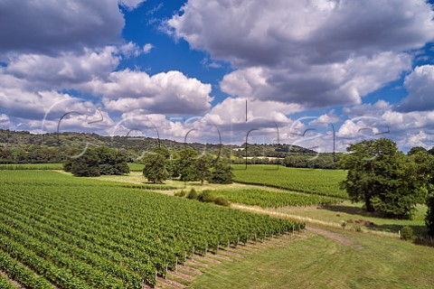 Court Farm Vineyard of Chapel Down with the North Downs beyond Boxley Kent England