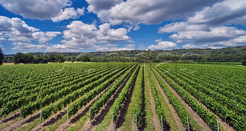 Court Farm Vineyard of Chapel Down with the North Downs beyond Boxley Kent England