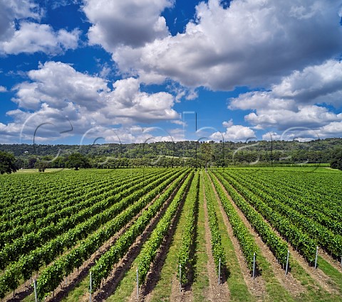 Court Farm Vineyard of Chapel Down with the North Downs beyond Boxley Kent England