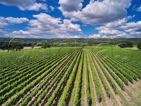 Court Farm Vineyard of Chapel Down with the North Downs beyond Boxley Kent England