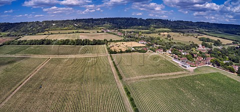 Street Farm Vineyard of Chapel Down with the North Downs beyond Boxley Kent England