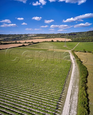 Kits Coty Vineyard of Chapel Down with the North Downs beyond Aylesford Kent England