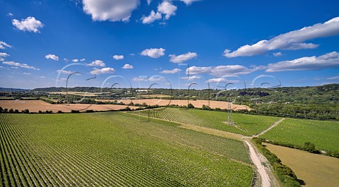 Kits Coty Vineyard of Chapel Down with the North Downs beyond Aylesford Kent England