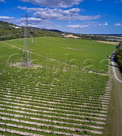 Kits Coty Vineyard of Chapel Down with the North Downs beyond Aylesford Kent England