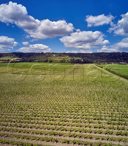 Court Farm Vineyard of Chapel Down with the North Downs beyond Boxley Kent England