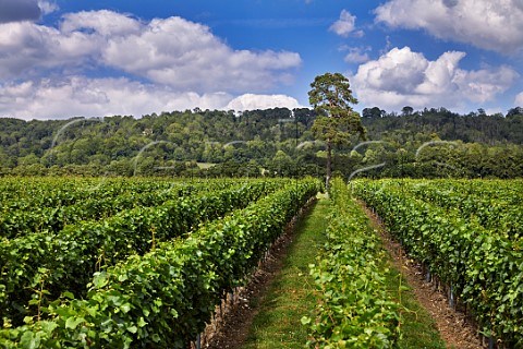 Court Farm Vineyard of Chapel Down with the North Downs beyond Boxley Kent England