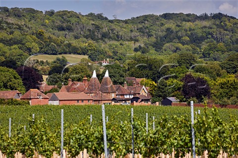 Street Farm Vineyard of Chapel Down with the North Downs beyond Boxley Kent England