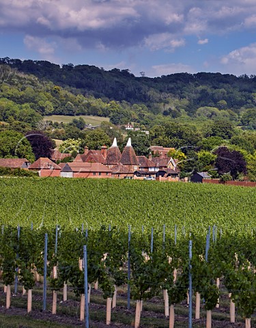 Street Farm Vineyard of Chapel Down with the North Downs beyond Boxley Kent England