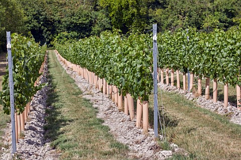 Young vines in chalk soil at Boarley Farm Vineyard of Chapel Down Boxley Kent England