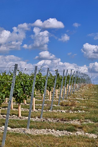 Young vines in chalk soil at Boarley Farm Vineyard of Chapel Down Boxley Kent England