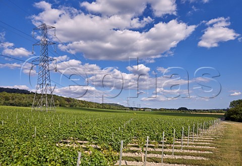 Kits Coty Vineyard of Chapel Down with the North Downs beyond Aylesford Kent England