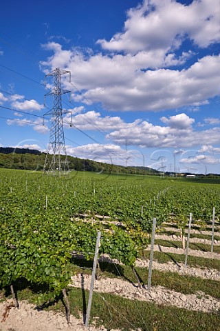 Kits Coty Vineyard of Chapel Down with the North Downs beyond Aylesford Kent England