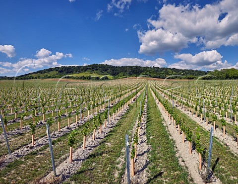 Young vines in chalk soil at Boarley Farm Vineyard of Chapel Down with the North Downs beyond Boxley Kent England