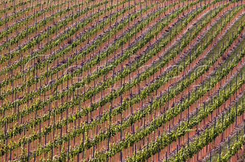 Young vines protected by vine guards in Boarley Farm Vineyard of Chapel Down Boxley Kent England