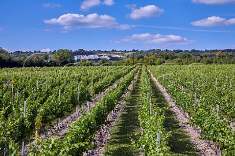 Kits Coty Vineyard of Chapel Down with the North Downs beyond Aylesford Kent England