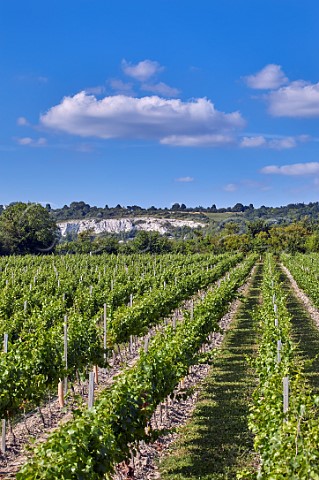 Kits Coty Vineyard of Chapel Down with the North Downs beyond Aylesford Kent England