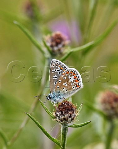 Common Blue female perched on knapweed Hurst Meadows East Molesey Surrey England