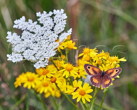 Gatekeeper male nectaring on ragwort Hurst Meadows East Molesey Surrey England