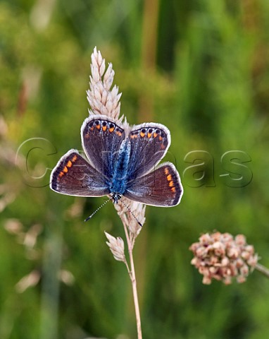 Common Blue female perched on grass Hurst Meadows East Molesey Surrey England
