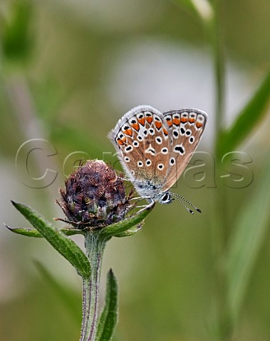Common Blue male perched on knapweed Hurst Meadows East Molesey Surrey England