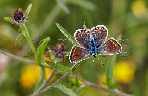 Common Blue female perched on knapweed Hurst Meadows East Molesey Surrey England