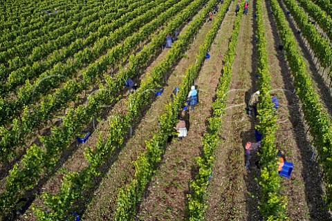 Romanian team picking Chardonnay grapes at Hambledon Vineyard Hambledon Hampshire England