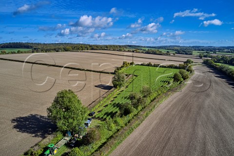 Harvest time in Arch Peak Vineyard of Raimes Sparkling Wine Hinton Ampner Hampshire England
