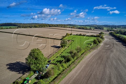 Harvest time in Arch Peak Vineyard of Raimes Sparkling Wine Hinton Ampner Hampshire England