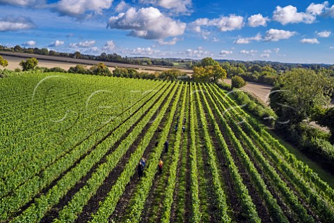 Picking Chardonnay grapes in Arch Peak Vineyard of Raimes Sparkling Wine Hinton Ampner Hampshire England