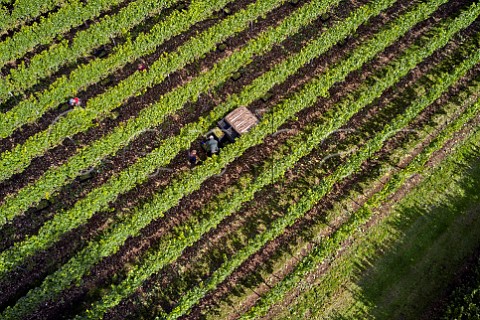 Collecting crates of Chardonnay grapes in Arch Peak Vineyard of Raimes Sparkling Wine Hinton Ampner Hampshire England