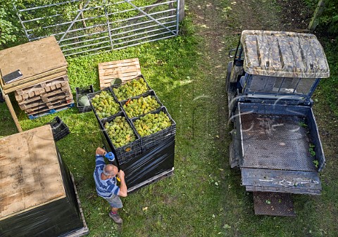 Wrapping crates of Chardonnay grapes with clingfilm for transport to the winery  Arch Peak Vineyard of Raimes Sparkling Wine Hinton Ampner Hampshire England