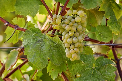 Chardonnay grapes at Hambledon Vineyard Hambledon Hampshire England