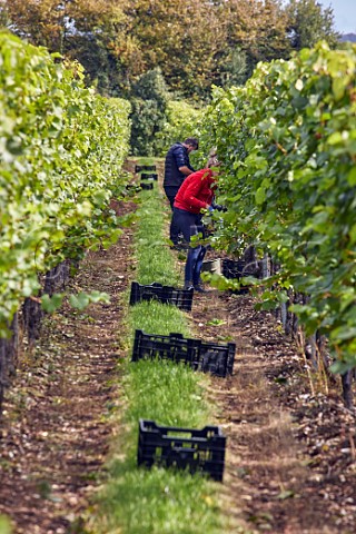 Picking Chardonnay grapes in Arch Peak Vineyard of Raimes Sparkling Wine Hinton Ampner Hampshire England
