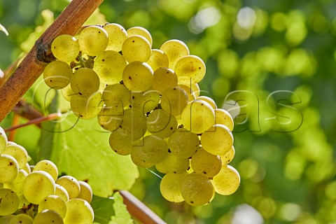 Ripe Chardonnay grapes in Arch Peak Vineyard of Raimes Sparkling Wine Hinton Ampner Hampshire England