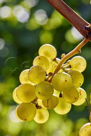 Ripe Chardonnay grapes in Arch Peak Vineyard of Raimes Sparkling Wine Hinton Ampner Hampshire England