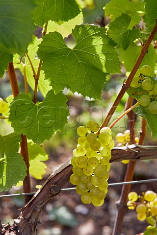 Ripe Chardonnay grapes in Arch Peak Vineyard of Raimes Sparkling Wine Hinton Ampner Hampshire England