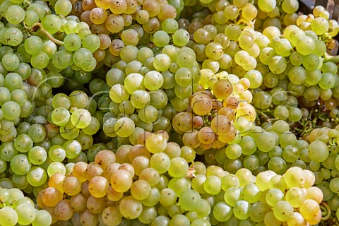 Harvested Chardonnay grapes in Arch Peak Vineyard of Raimes Sparkling Wine Hinton Ampner Hampshire England
