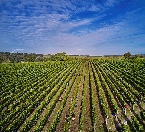 Picking Chardonnay grapes at Hambledon Vineyard Hambledon Hampshire England