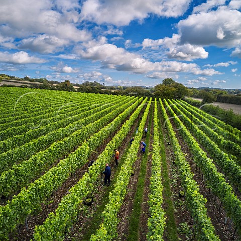 Picking Chardonnay grapes in Arch Peak Vineyard of Raimes Sparkling Wine Hinton Ampner Hampshire England