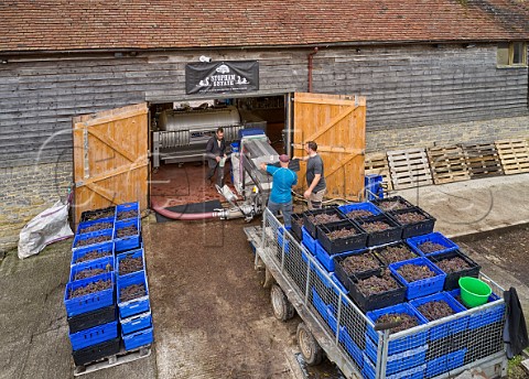 Tipping Pinot Gris grapes into the crusher  destemmer at the winery of Stopham Estate  Stopham Sussex England