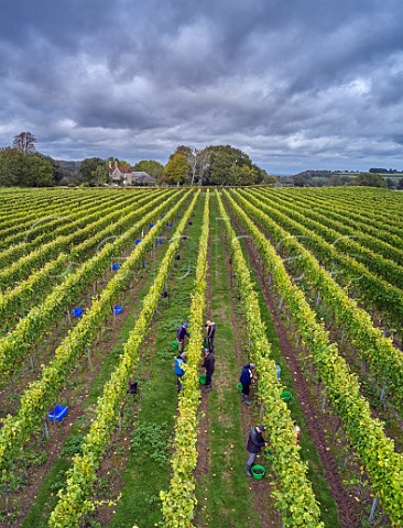 Picking Pinot Gris grapes in the vineyard of Stopham Estate  Stopham Sussex England